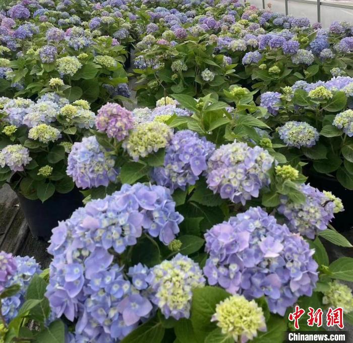 （乡村行·看振兴）江西安义：美丽花卉带来“美丽经济”-中新网