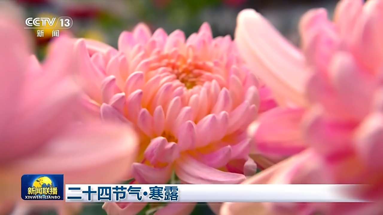 文化中国行丨二十四节气·寒露 感受万里山河间的秋日诗意-中新网