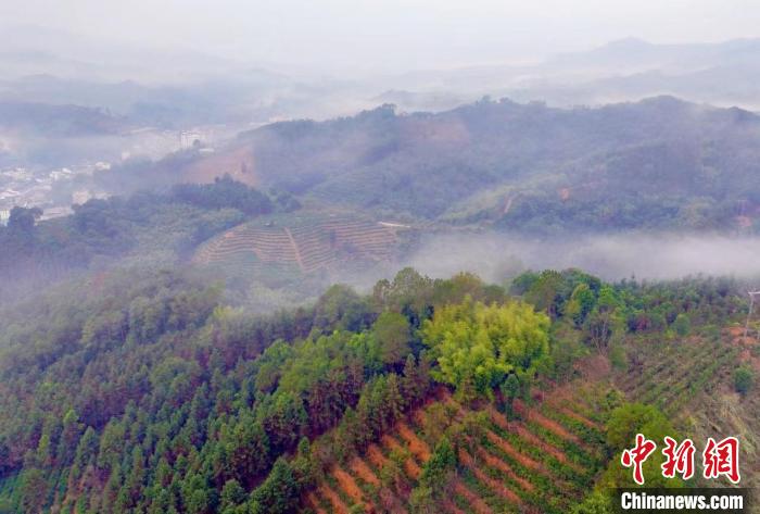 广西利用科技赋能 “非遗茶”走向大产业-中新网