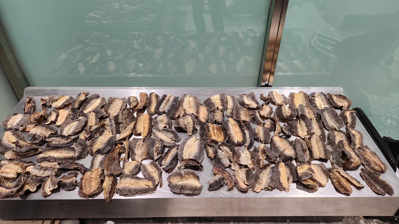 北京大兴机场海关查获蝠鲼鱼鳃制品226件-中新网