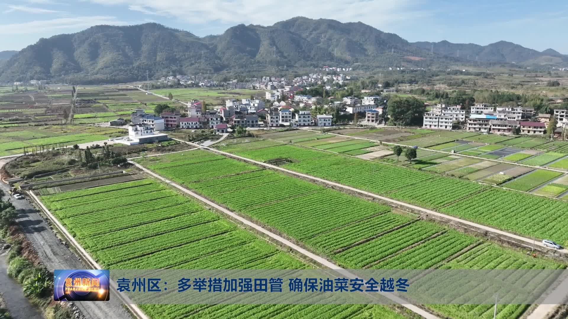 无口导袁州区：多举措加强田管 确保油菜安全越冬
