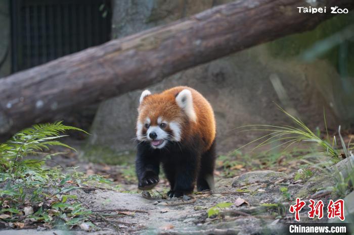 “双城”签署备忘录 两岸小熊猫准备“相亲”-中新网