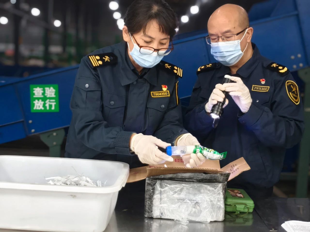 成都海关所属邮局海关查获6只进境外来物种巨人恐蚁-中新网
