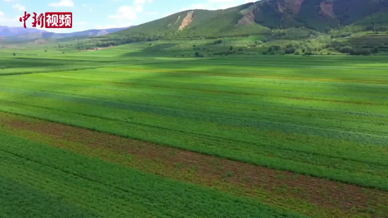 河北围场 马铃薯原种繁育