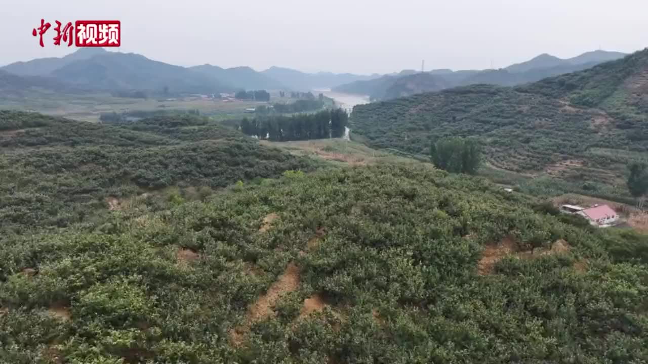 河北青龙百万亩板栗“笑脸”迎丰收