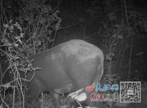 野猪为何“泛滥成灾”?