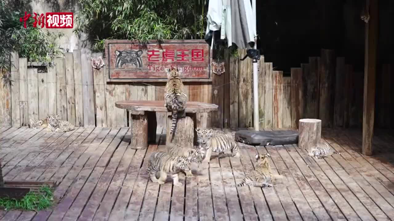 云南11只“萌虎”与游客见面