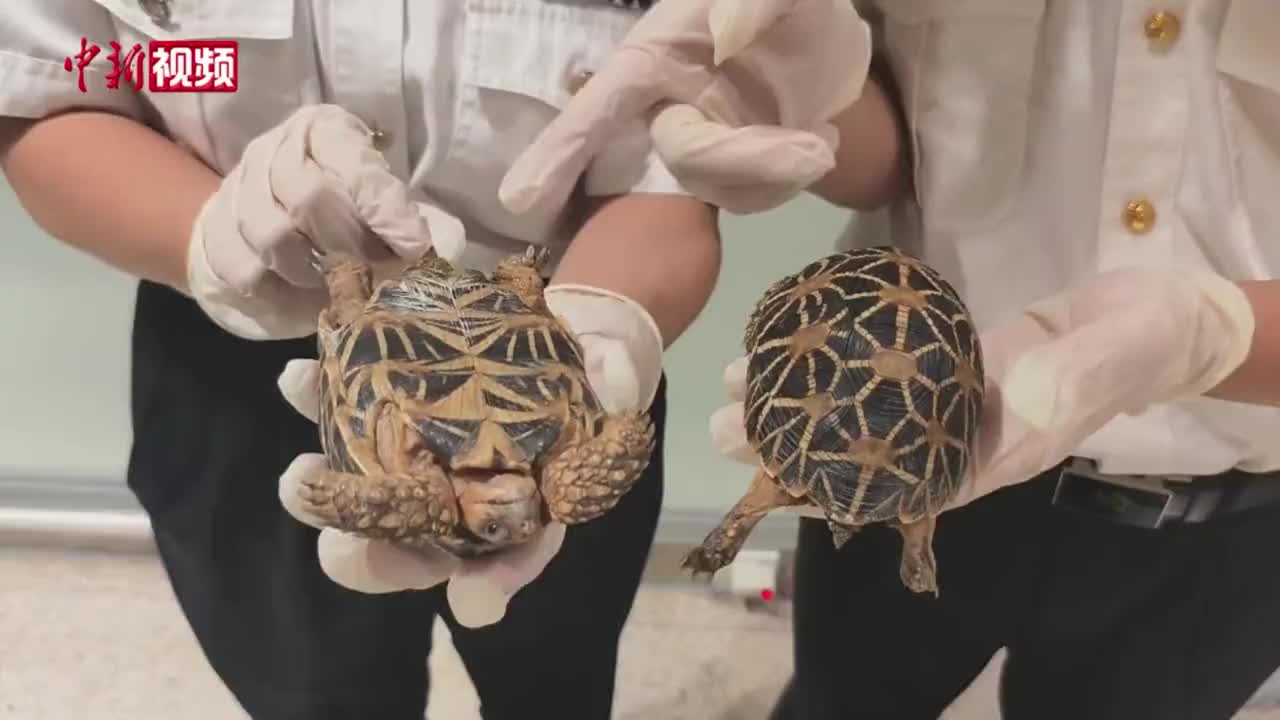 旅客腿绑12只濒危动物“闯关”被查获