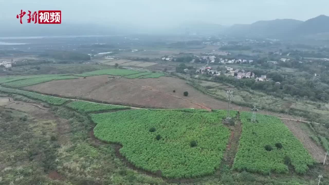 江西分宜  两米多高的牧草迎来收割