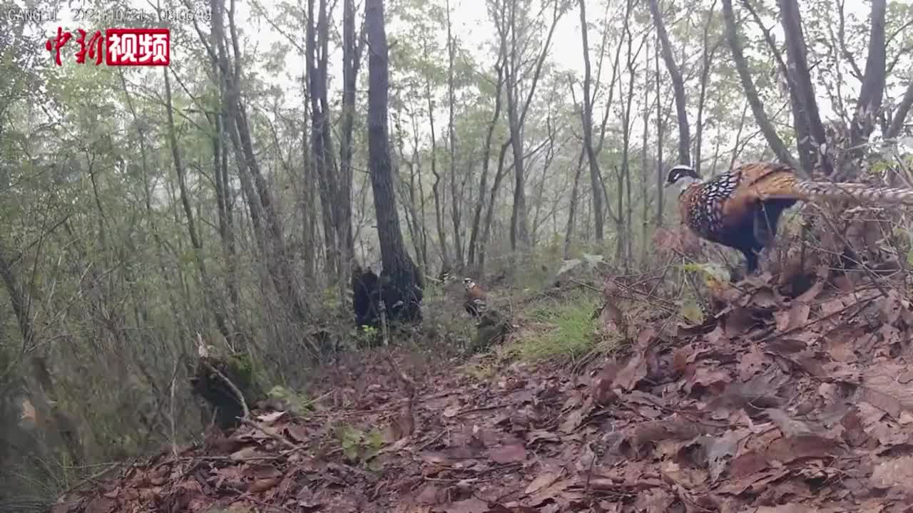 甘肃首次拍摄到“森林凤凰”白冠长尾雉珍贵影像