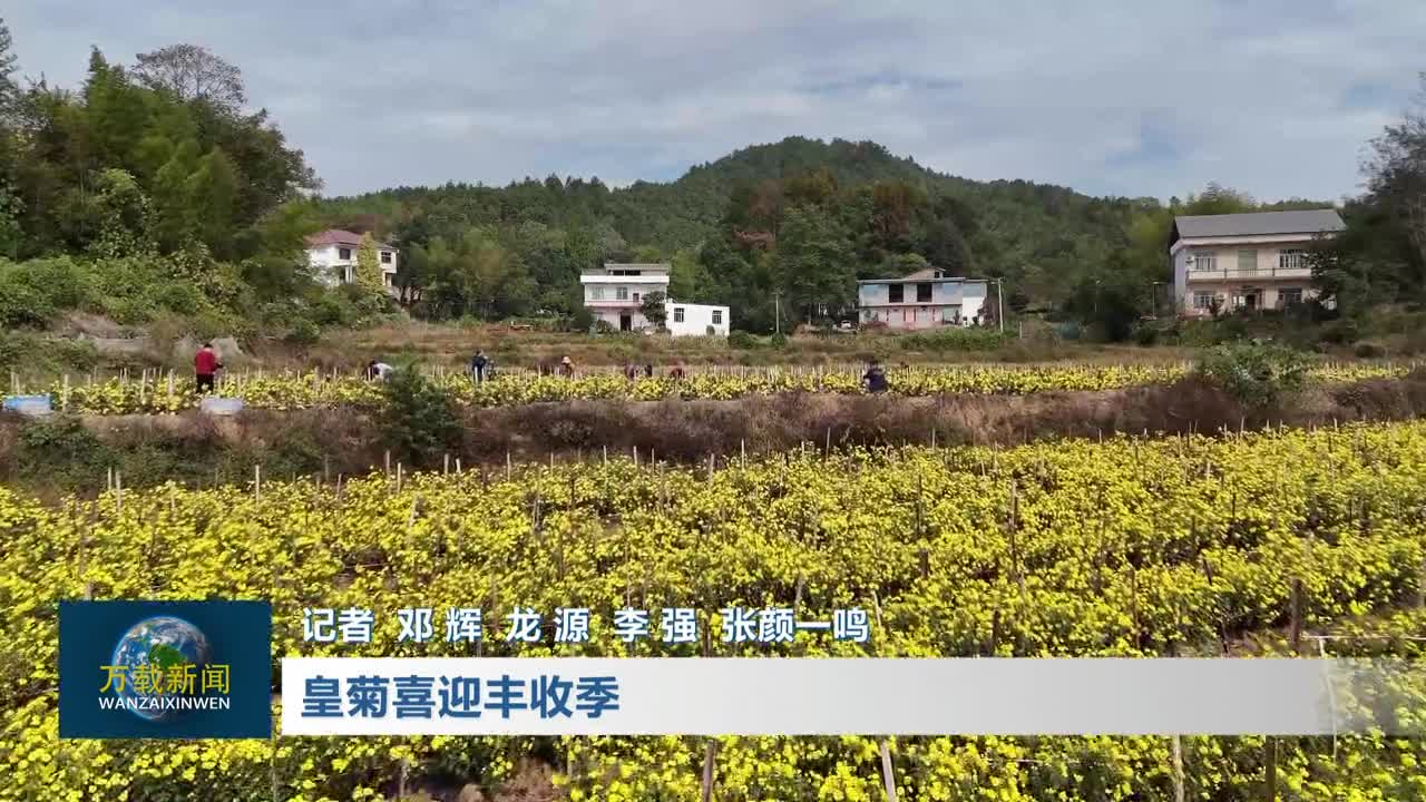 皇菊喜迎丰收季