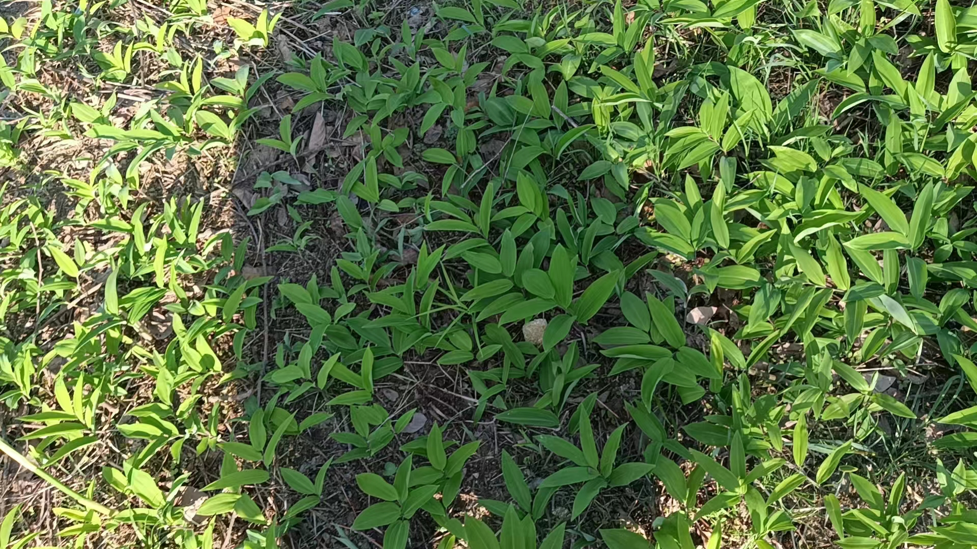 江西铜鼓黄精基地图片