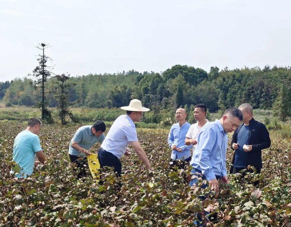 赋能乡村振兴！九江学院附属医院助力帮扶村开展棉花种植试点工作