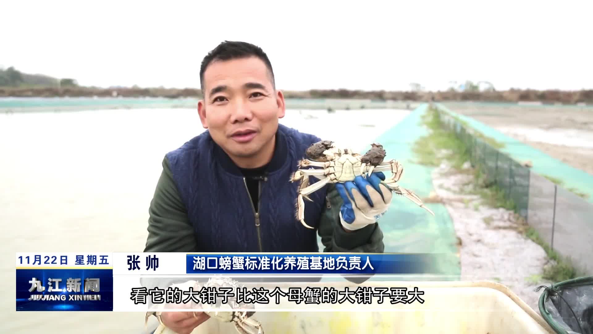 湖口：品公蟹正当时 抓住蟹季“小尾巴”