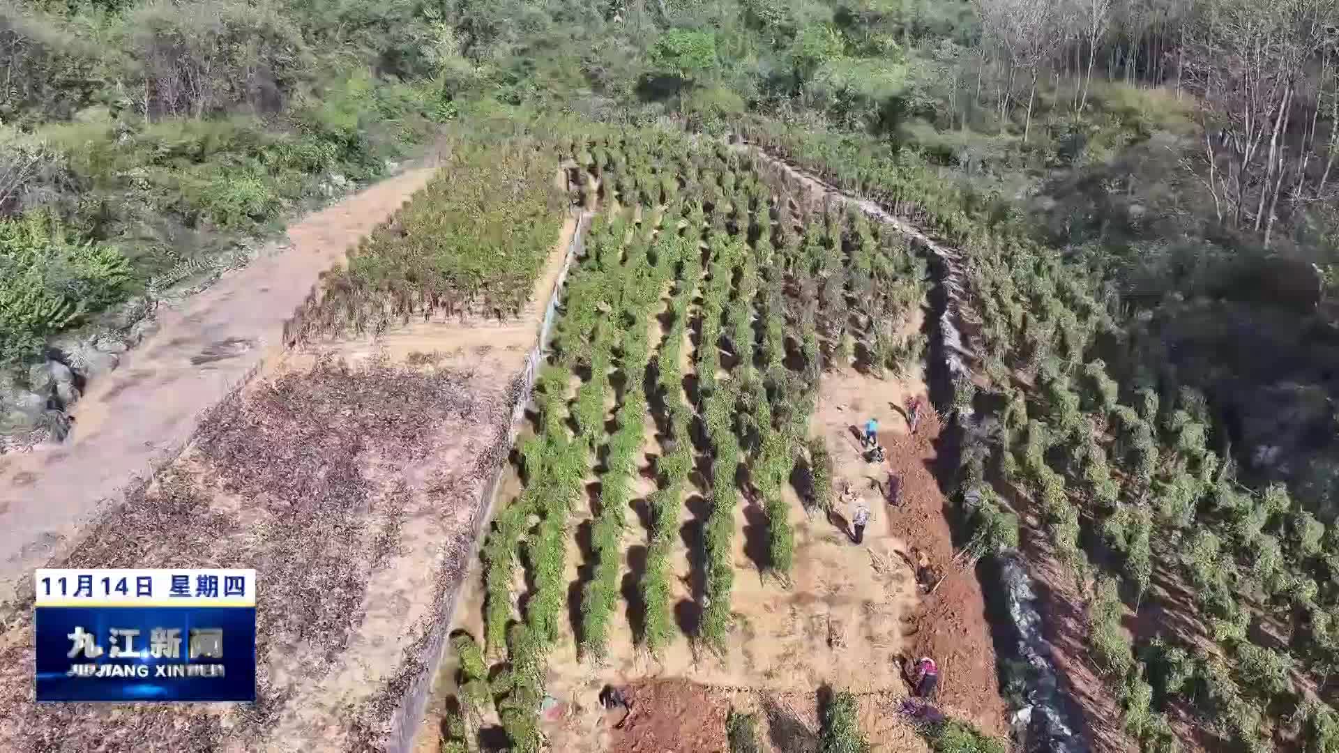瑞昌：小山药“撬”出致富好“丰”景