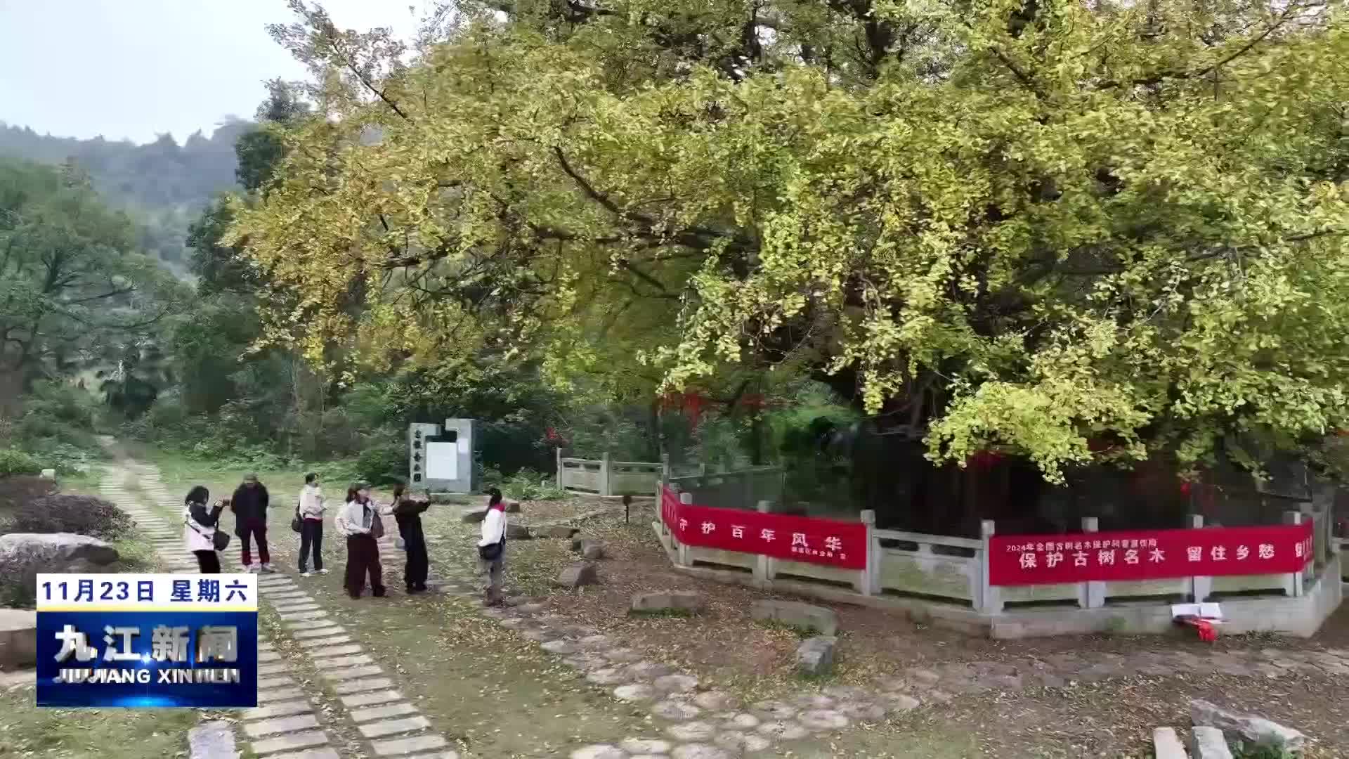 濂溪区：千年古银杏身披“金甲” 引客来
