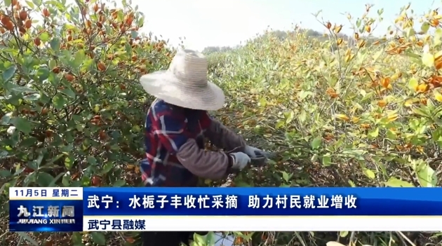 武宁：水栀子丰收忙采摘 助力村民就业增收