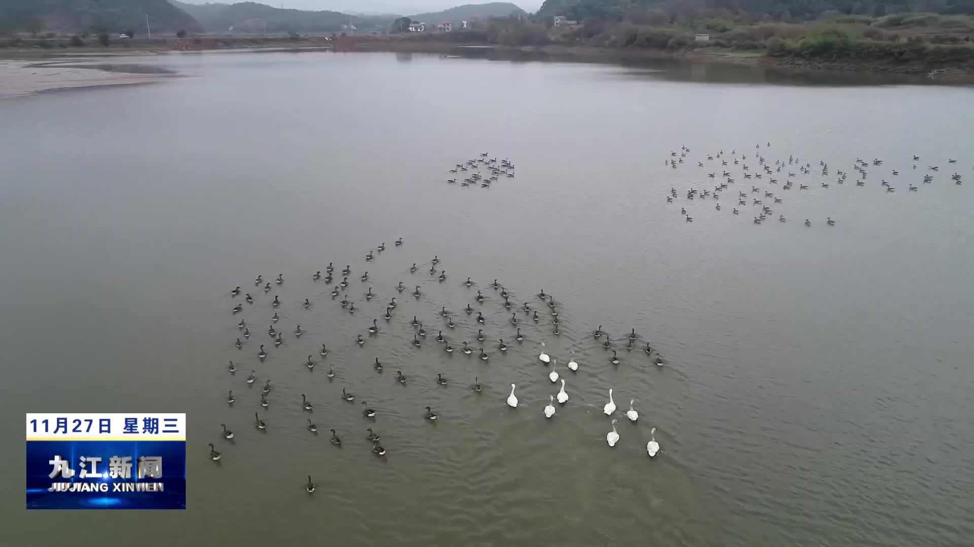武宁：绿水青山迎贵客 天鹅见证生态美