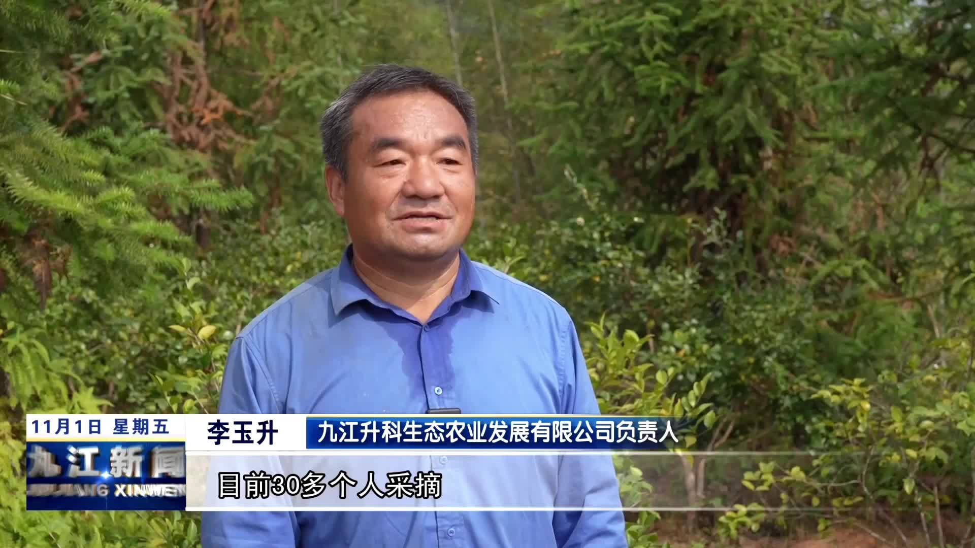 修水：25.5万亩油茶喜获丰收