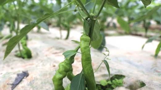 武宁：抓好冬季蔬菜生产 确保菜篮子供应