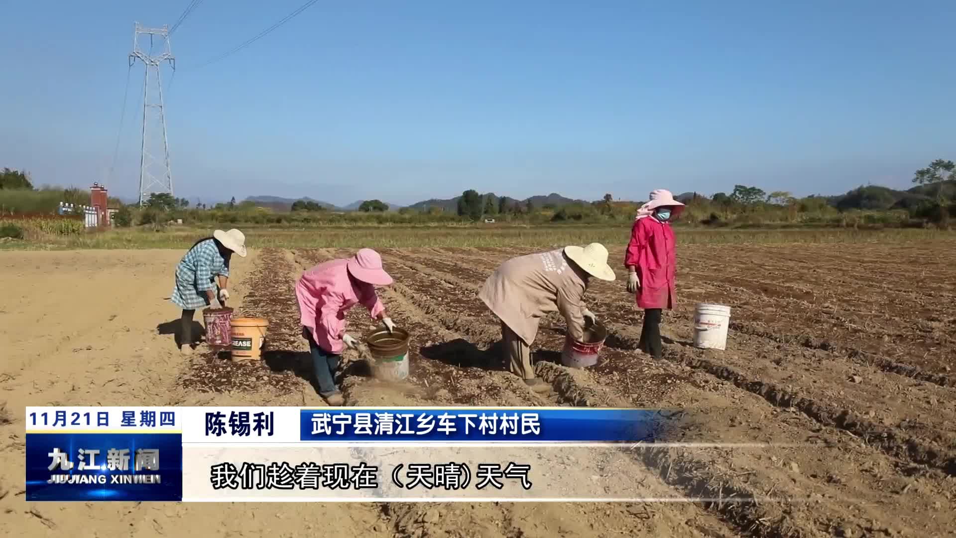 武宁：元胡种植忙 让冬闲田“不闲”