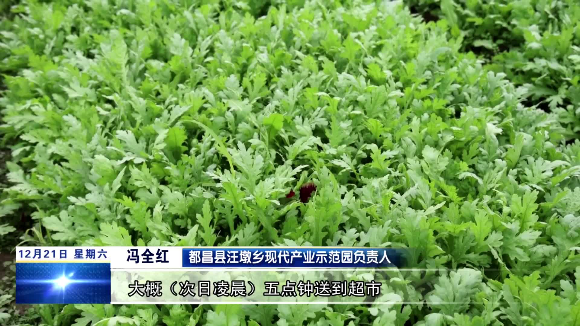 都昌：科学调节大棚内温度  丰富冬日市场供应