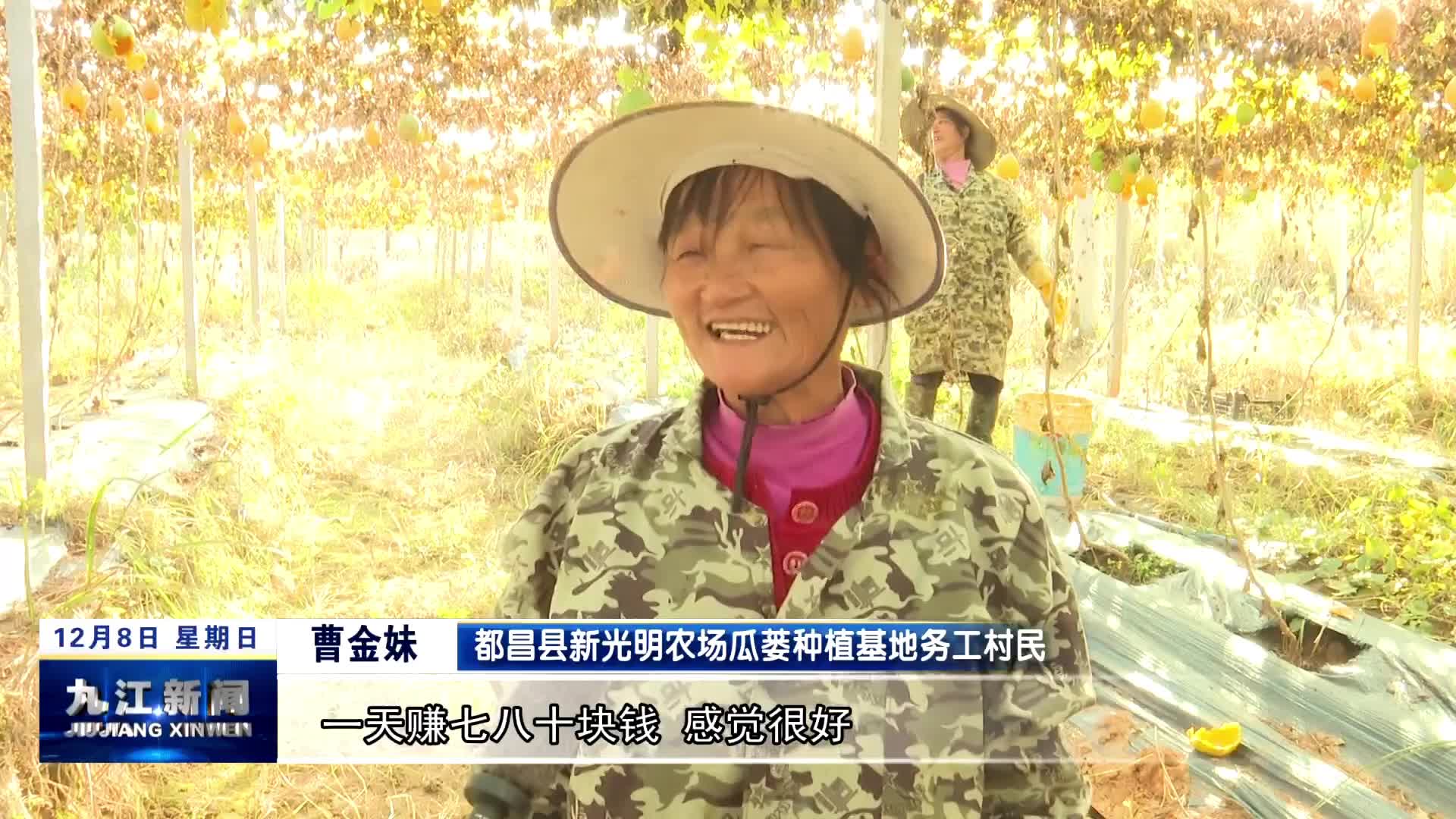 都昌：小小瓜蒌籽 引出致富路