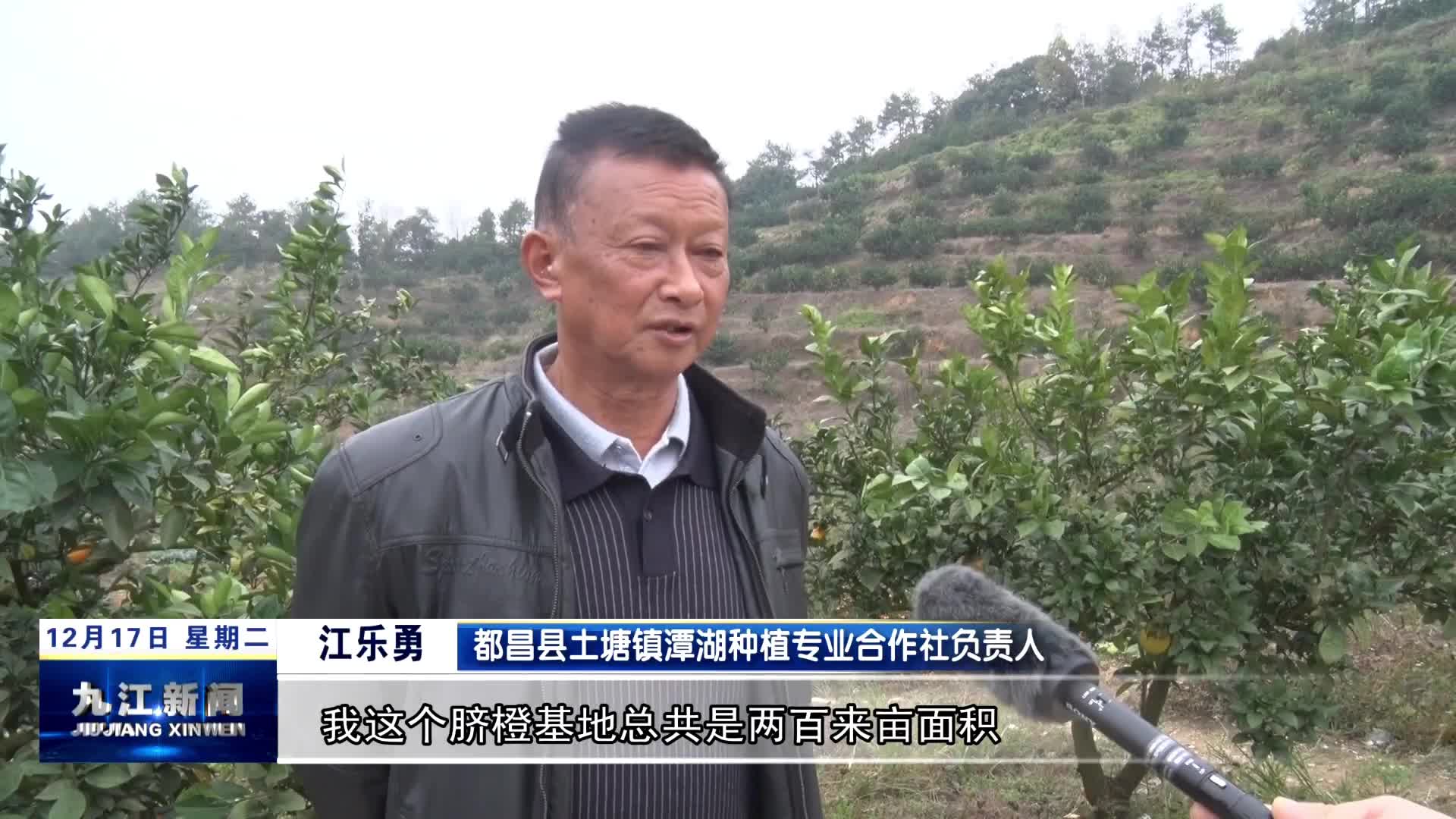 都昌：橙香飘满园  欢乐庆丰收