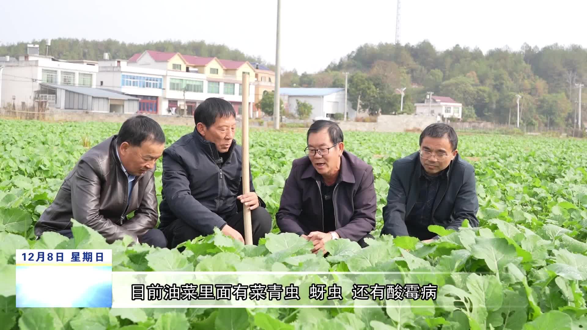修水：农技专家“把脉”油菜 稳产促丰收