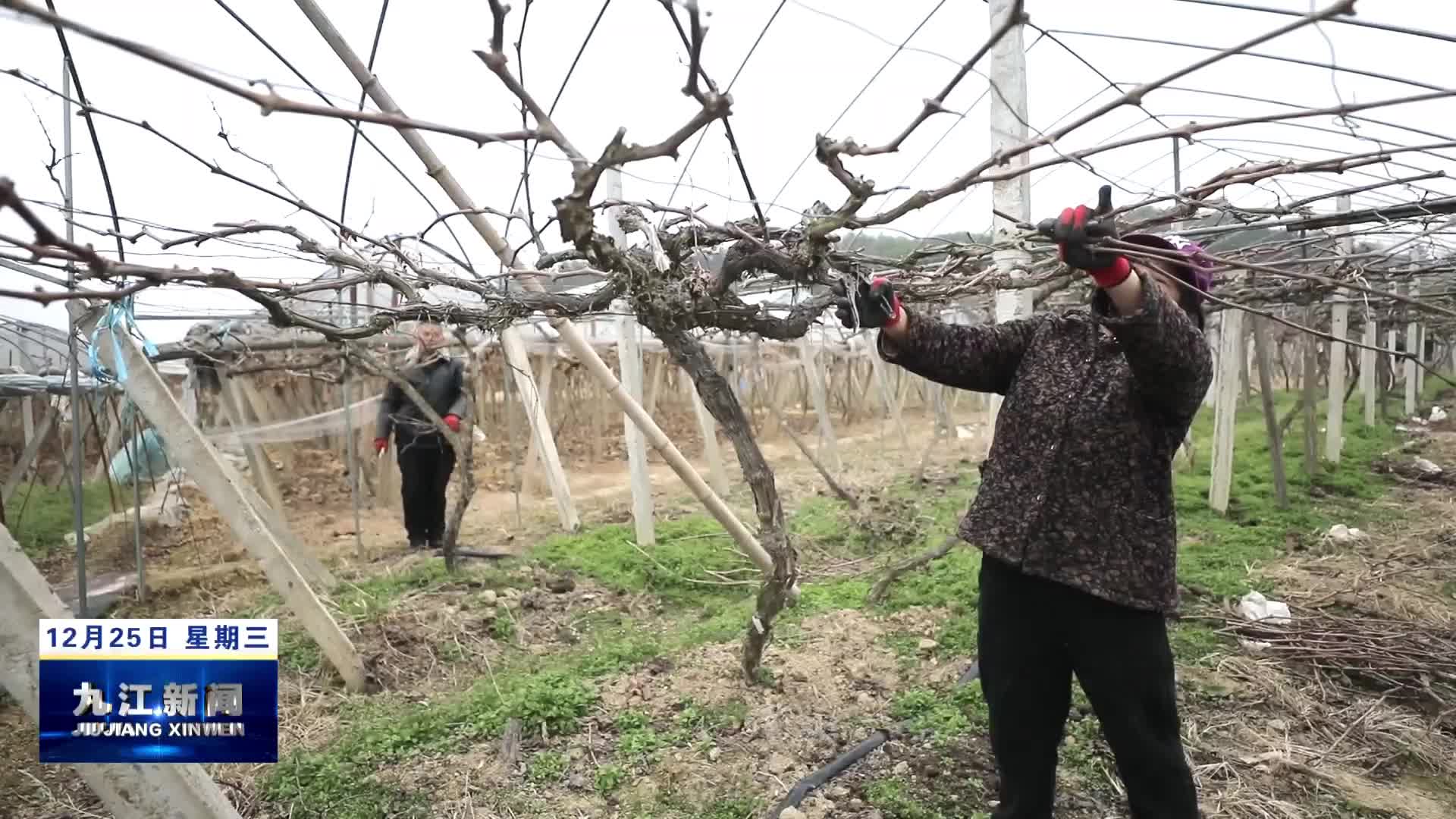 武宁：隆冬时节葡萄剪枝忙 为丰产增收打基础
