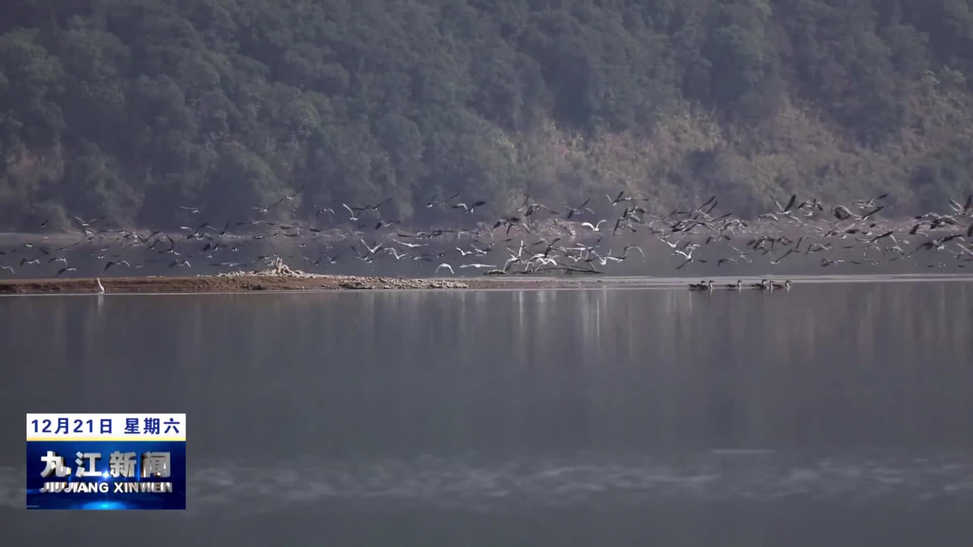 武宁：大批珍稀候鸟在修河湿地越冬