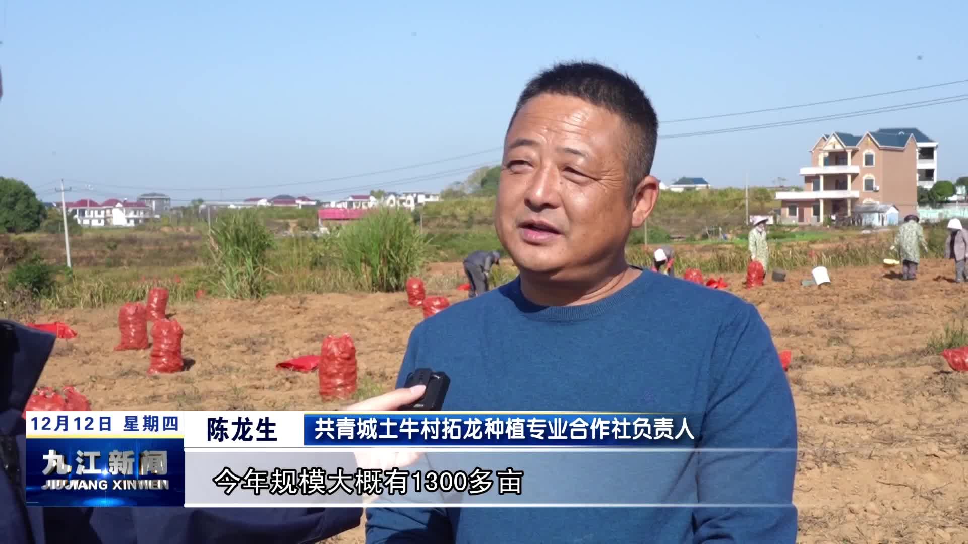 共青城：小香薯“长”成强村富民大产业
