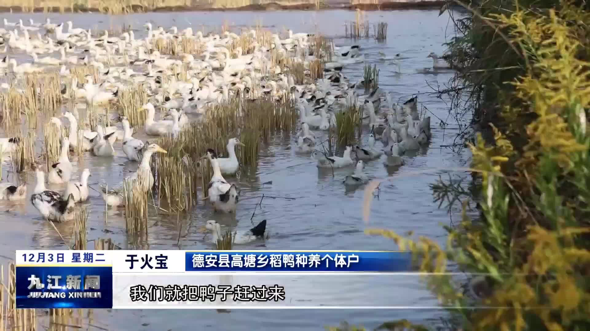 德安：产业兴旺绘制乡村振兴新画卷