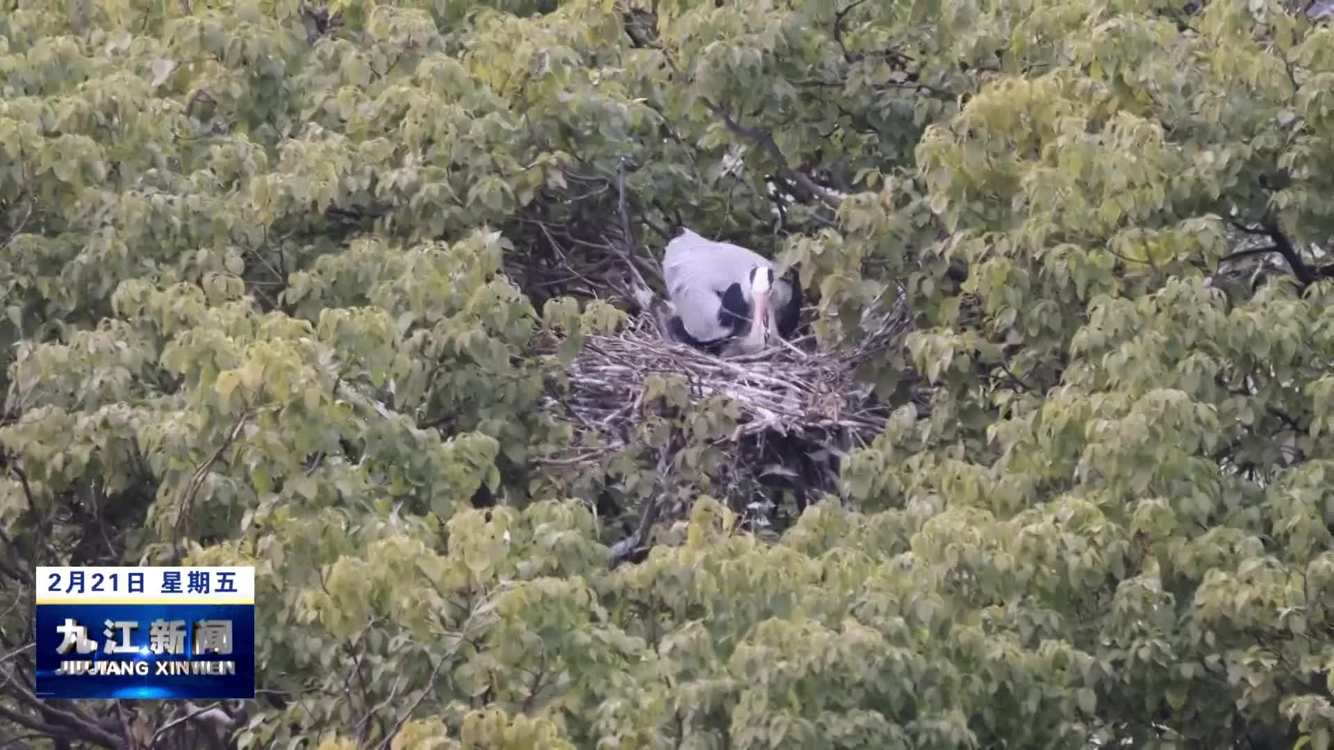 都昌达子咀村：3000多只苍鹭完成筑巢