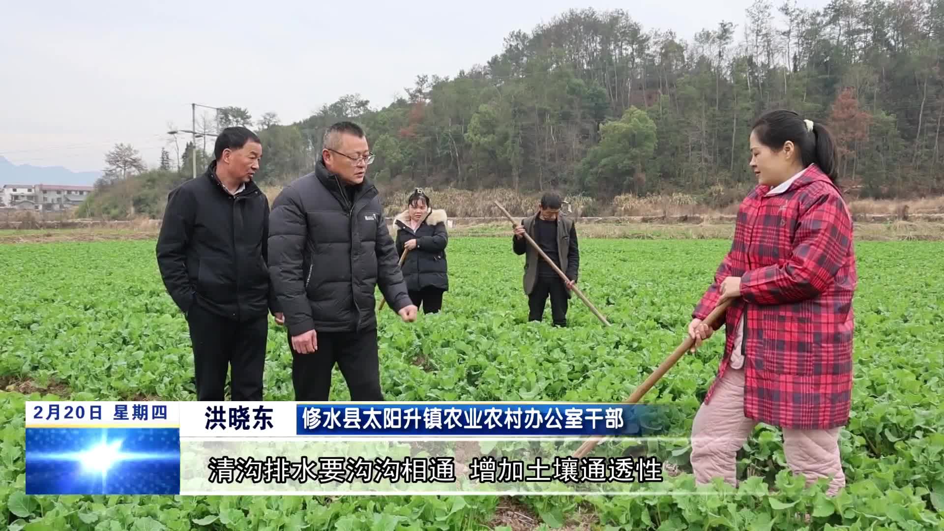 修水：油菜管护正当时 保稳产促丰收