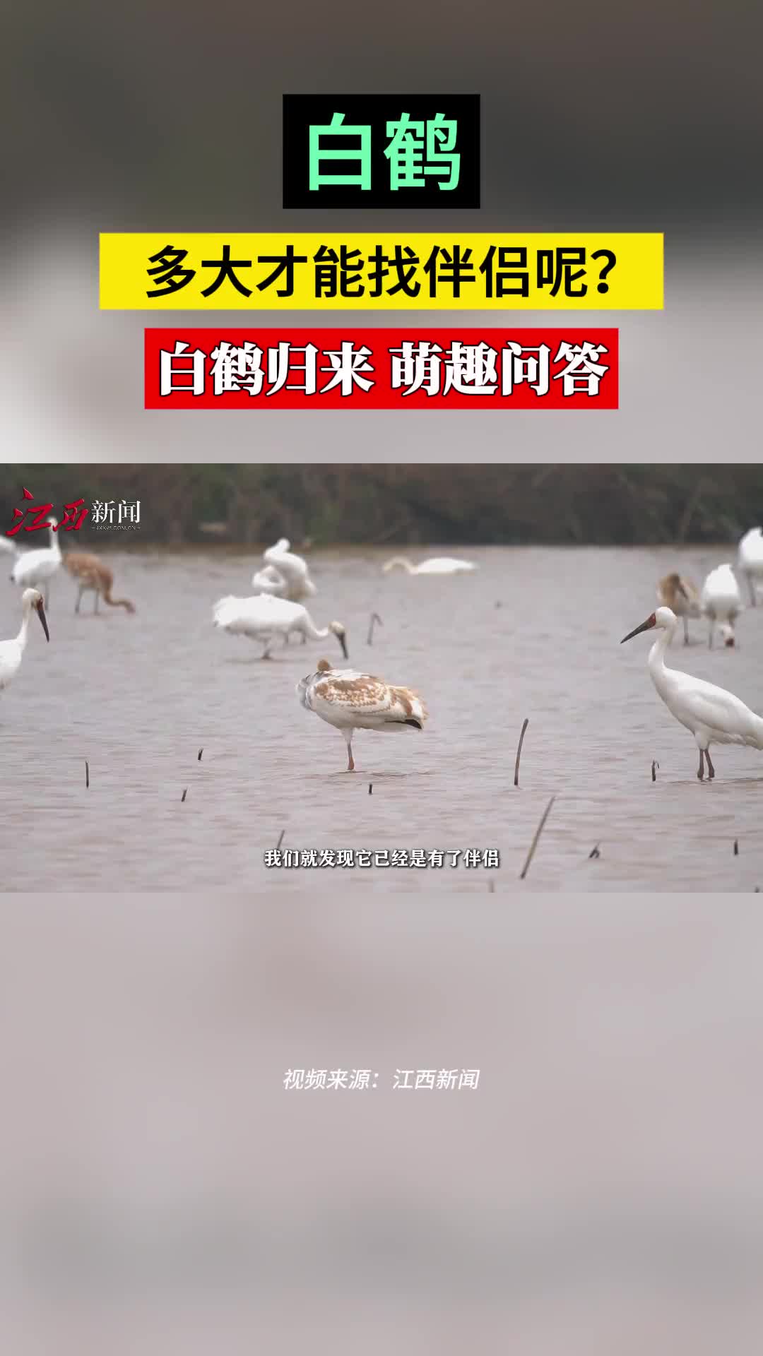 白鹤多大才能找伴侣呢？