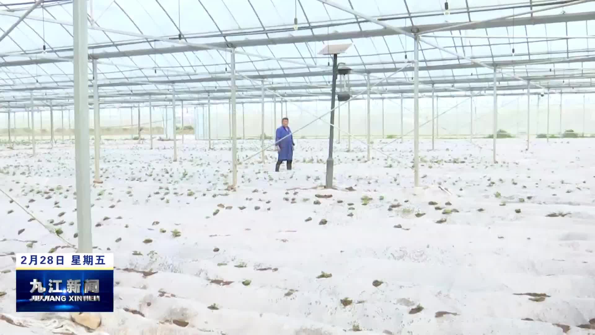 市领导到柴桑区调研春耕备耕及农业产业发展情况