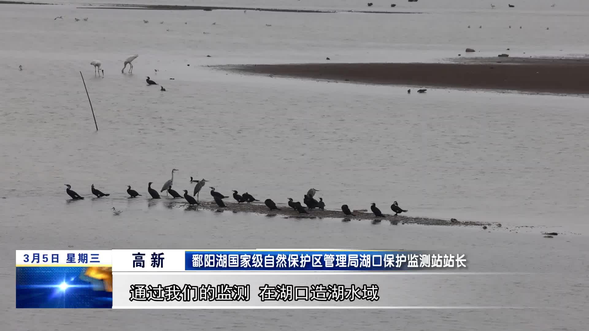 湖口：20多种候鸟在此补给   生态湖泊成重要中转站