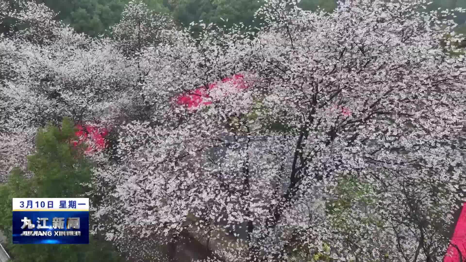 庐山方竹寺樱花始盛开
