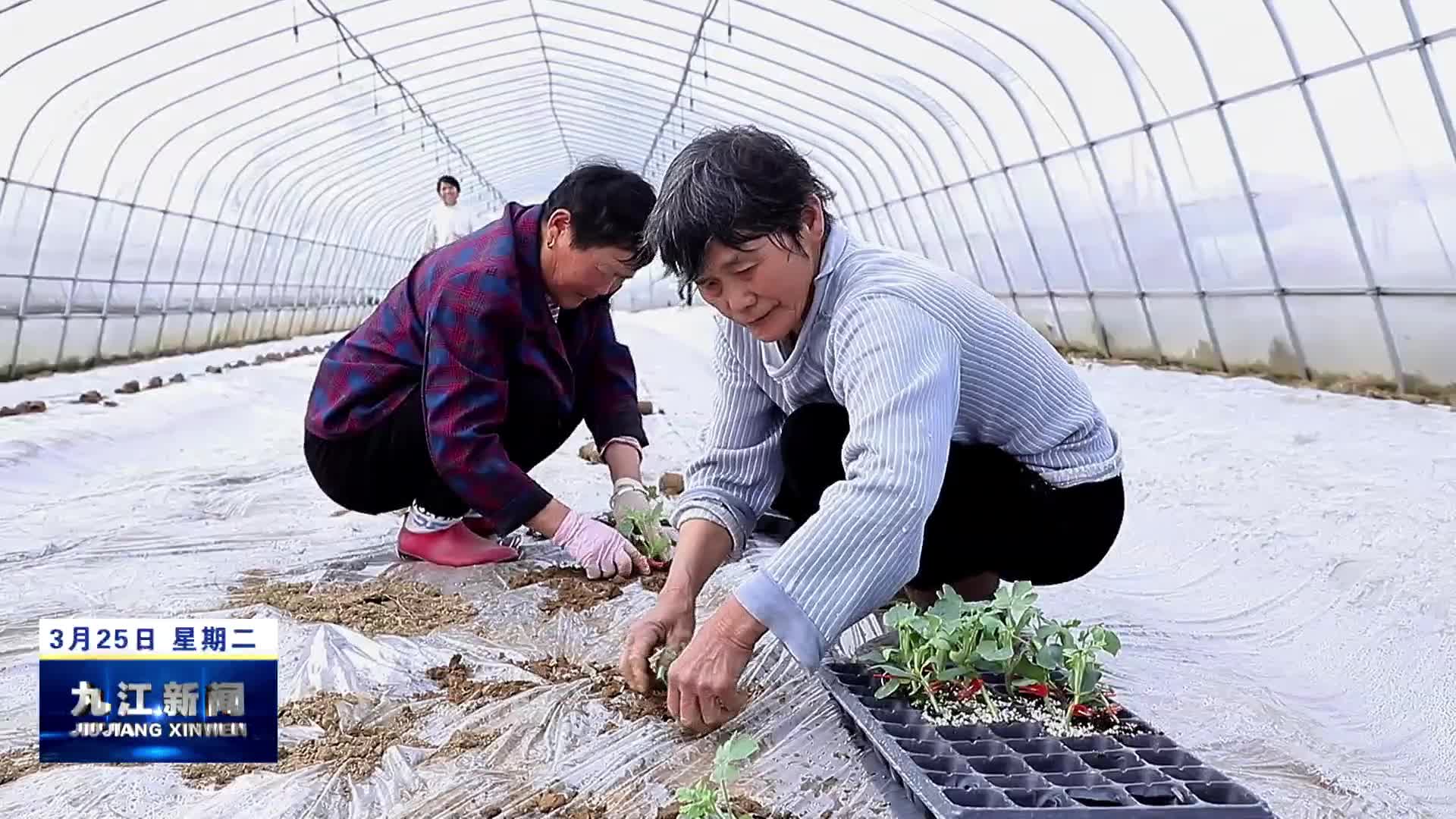 湖口：瓜苗移栽忙 奏响“春耕曲”