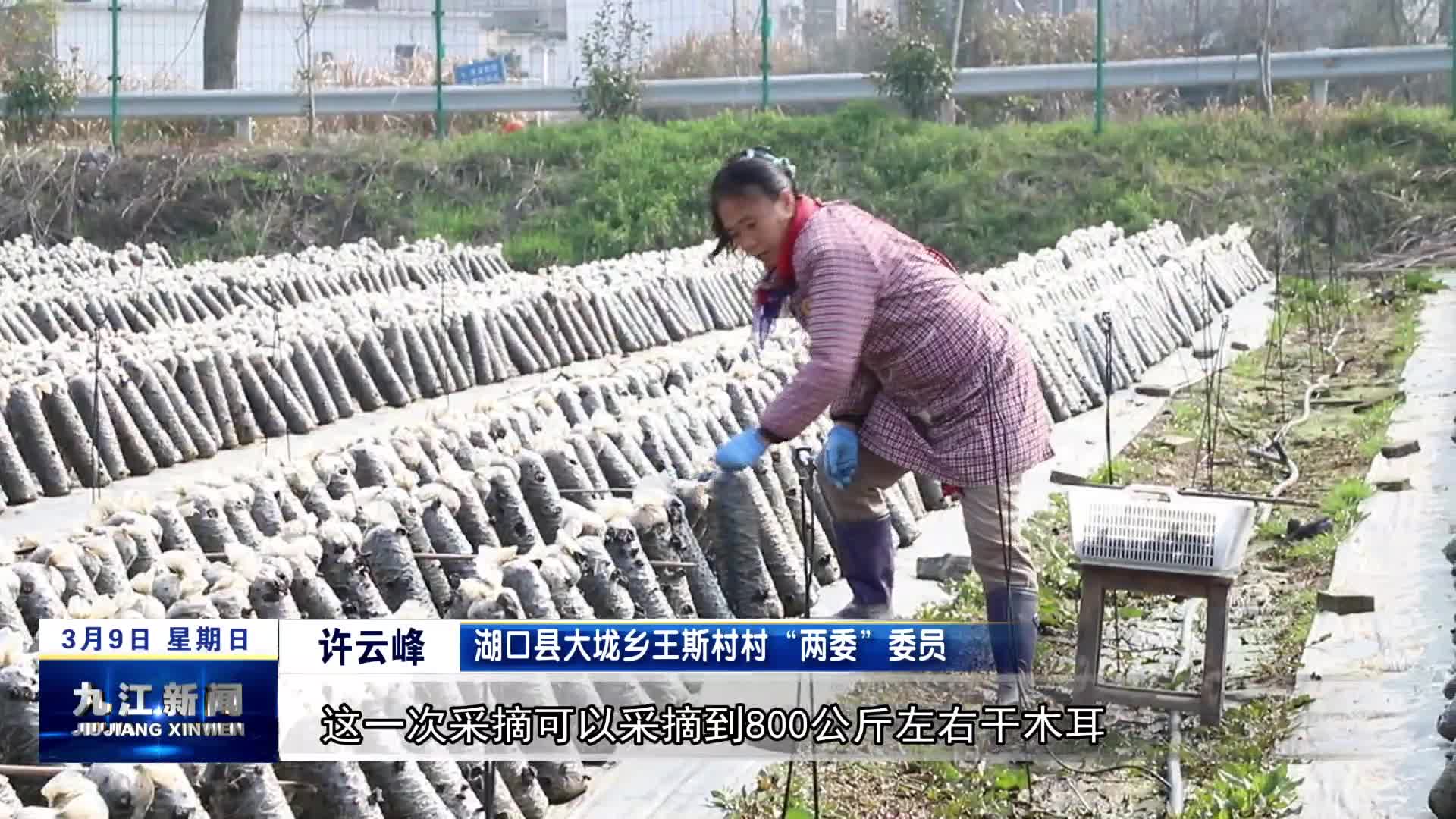 湖口 ：“越冬”木耳 “春收”忙