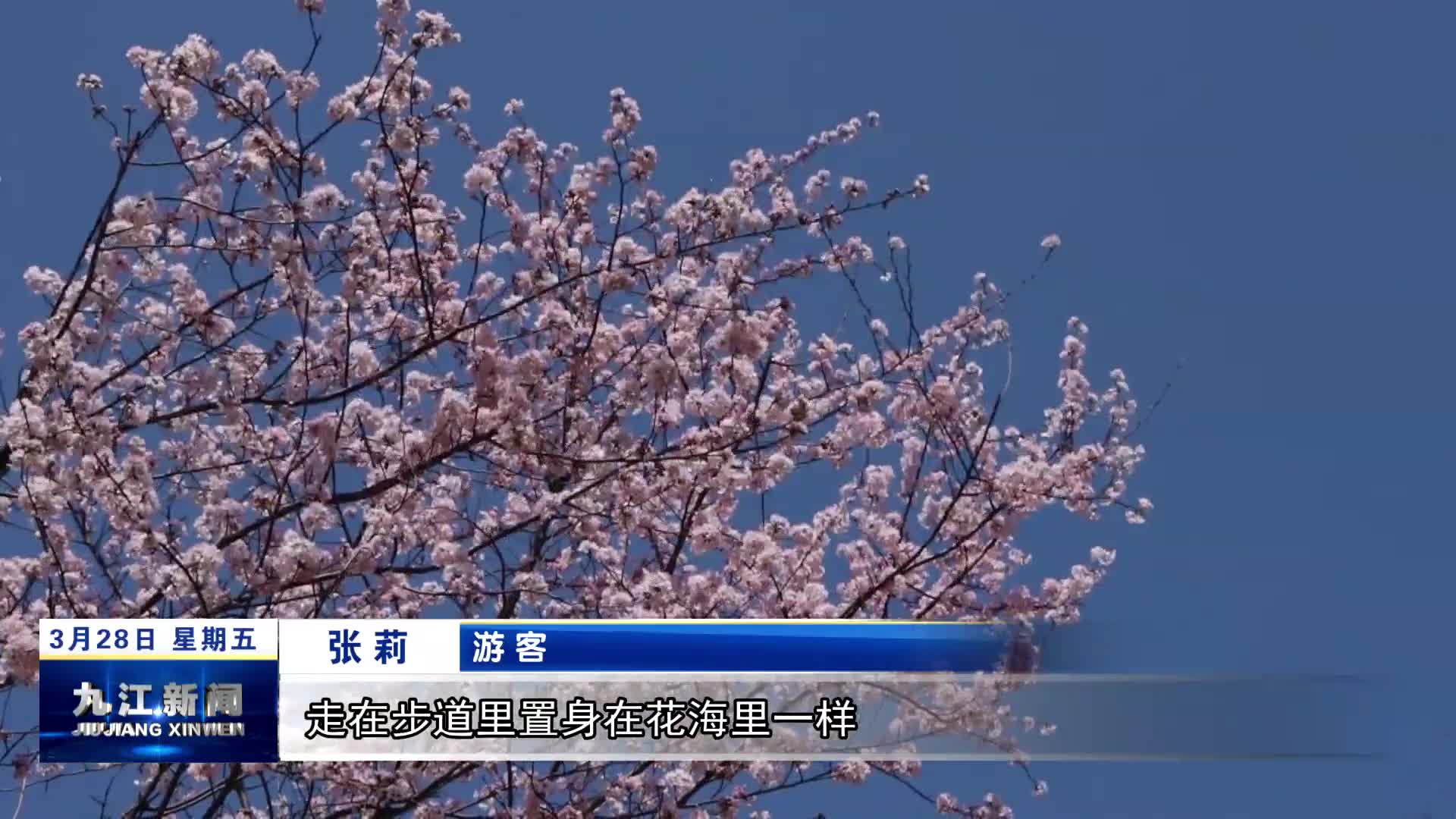 修水：“赏花经济”激活乡村新活力