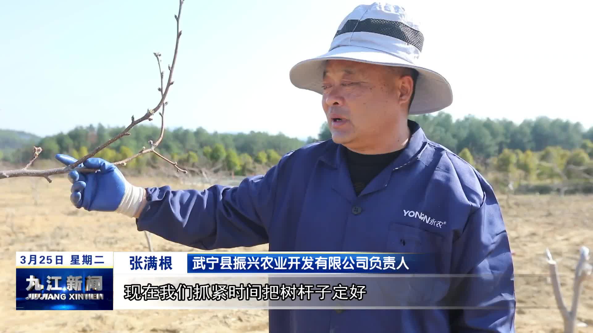 武宁：春季梨园管护忙