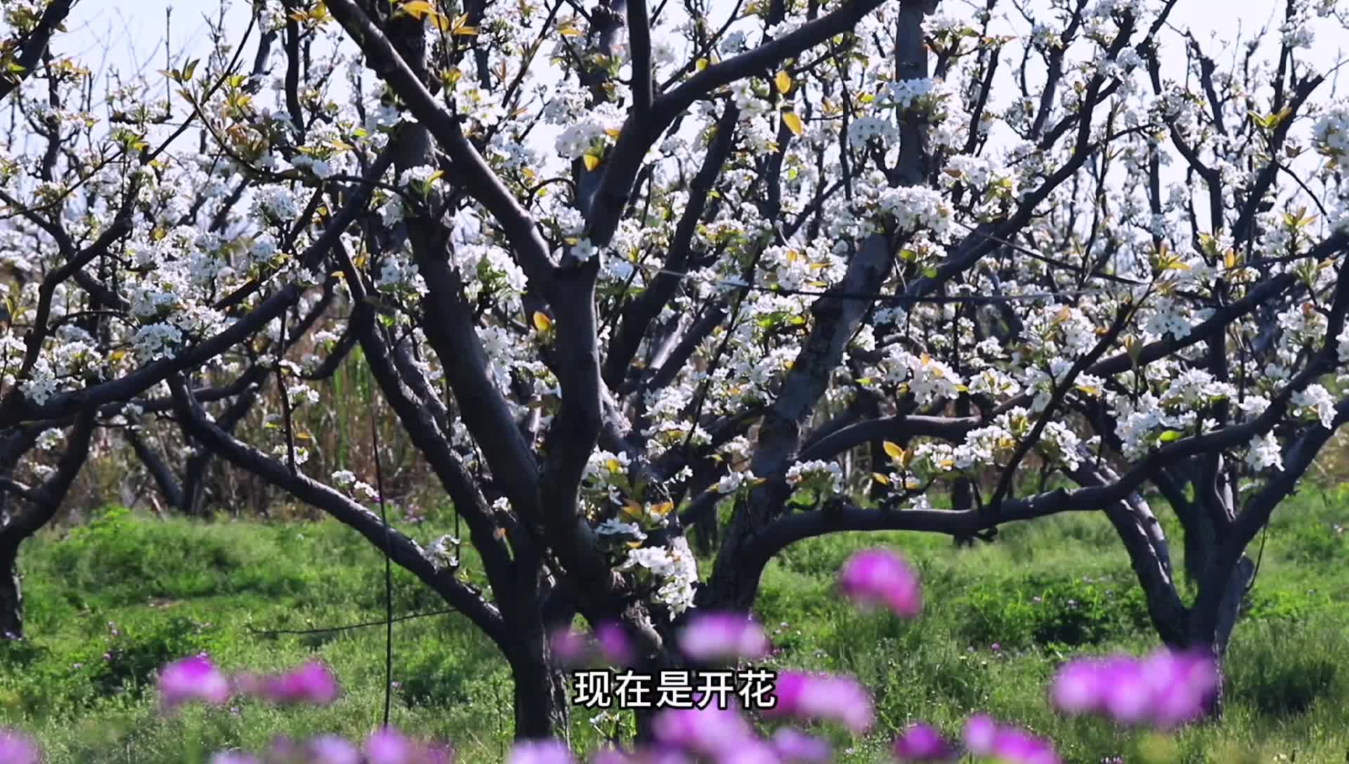 湖口：梨花盛开春满园 农人巧手促丰年 