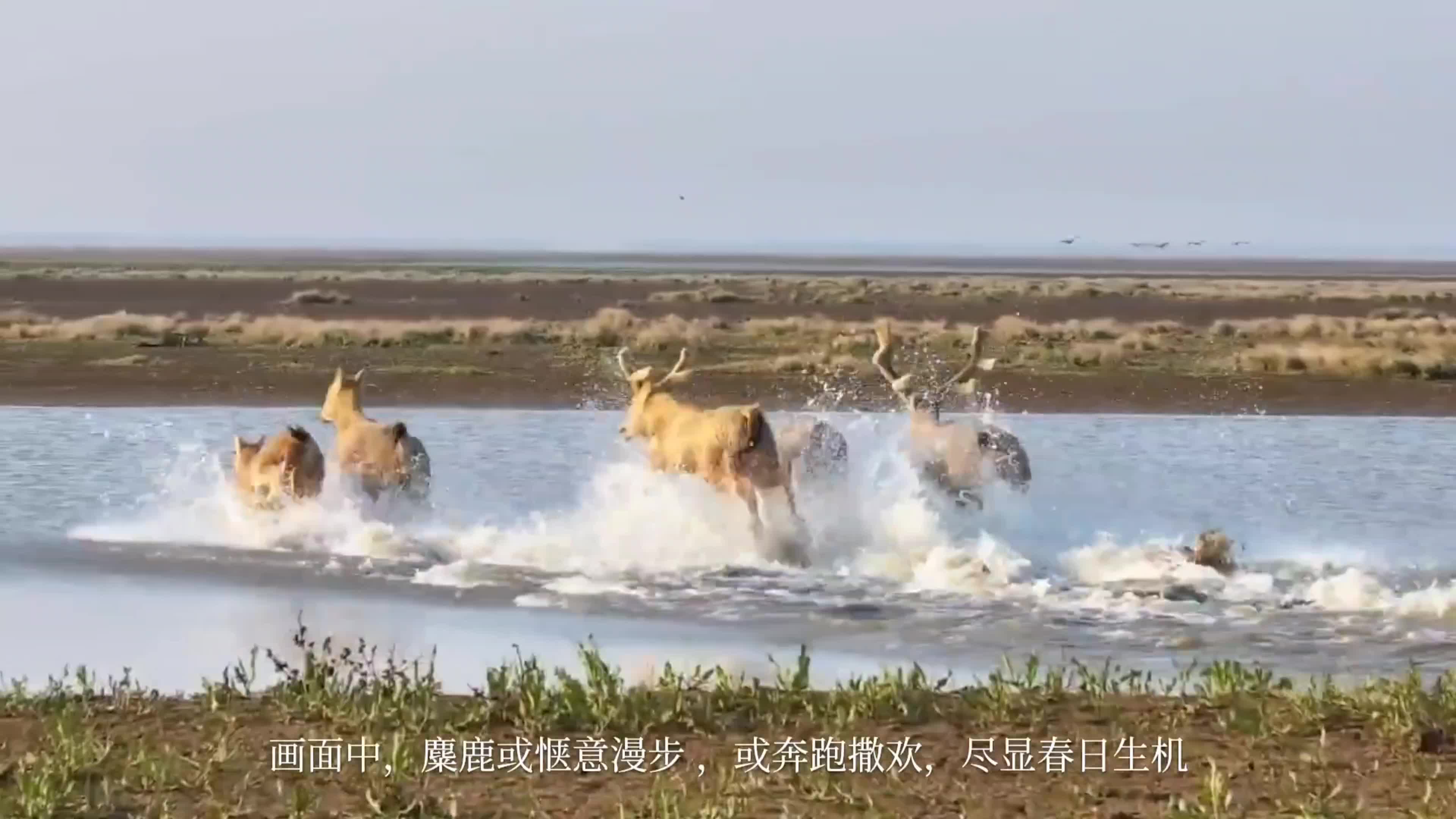 春到鄱阳湖 遇见自在麋鹿