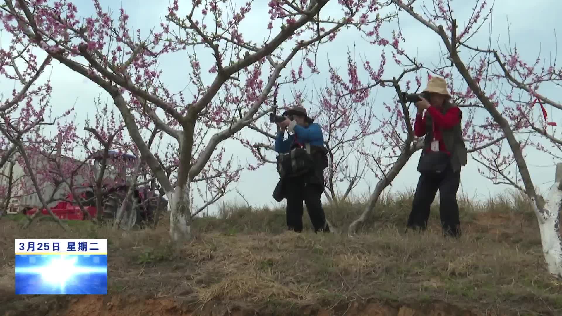 都昌县举办 “人面桃花 春韵都昌”摄影和短视频大赛