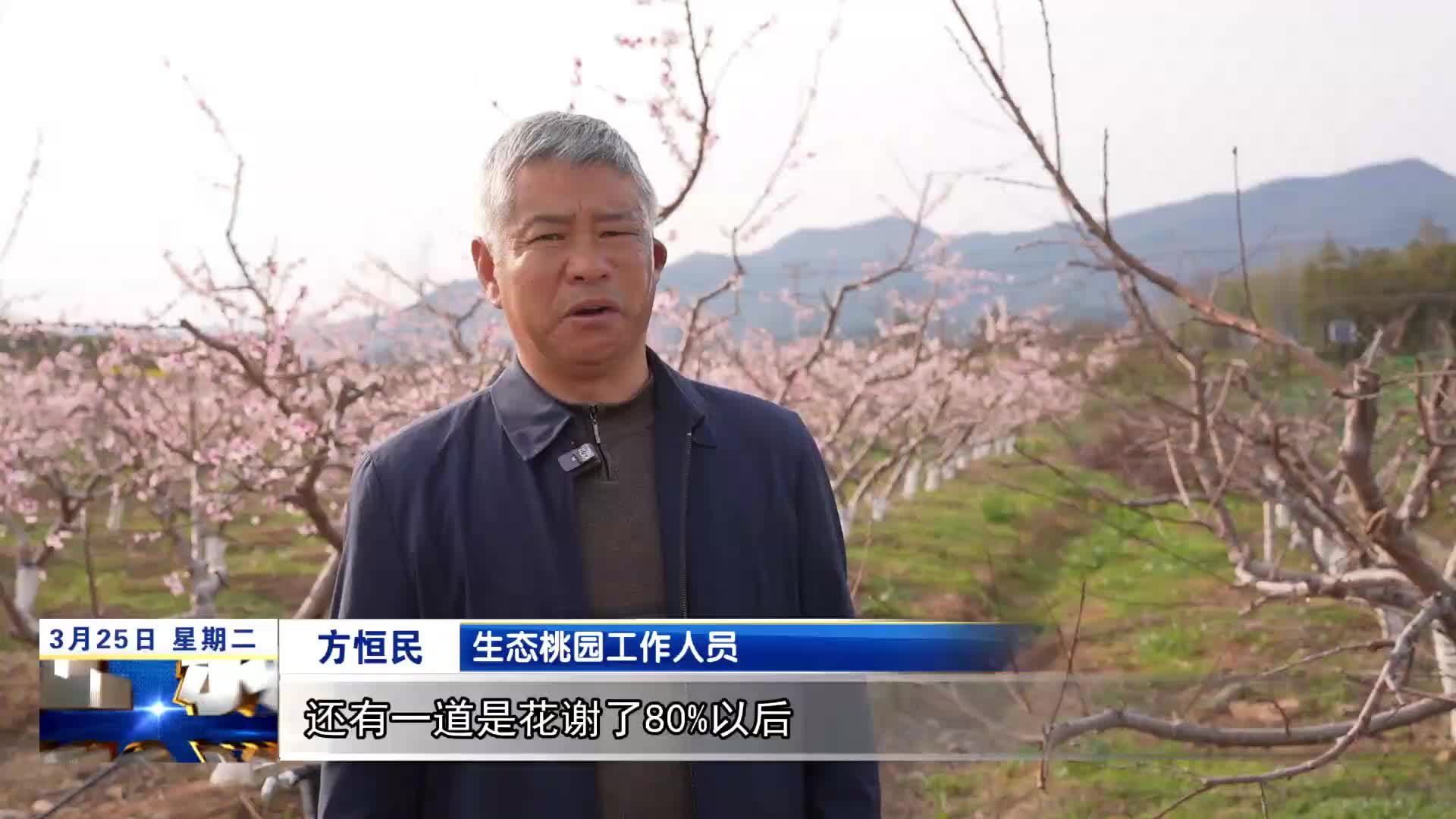 庐山西海：桃园迎来盛花期  勤劳管护促丰收