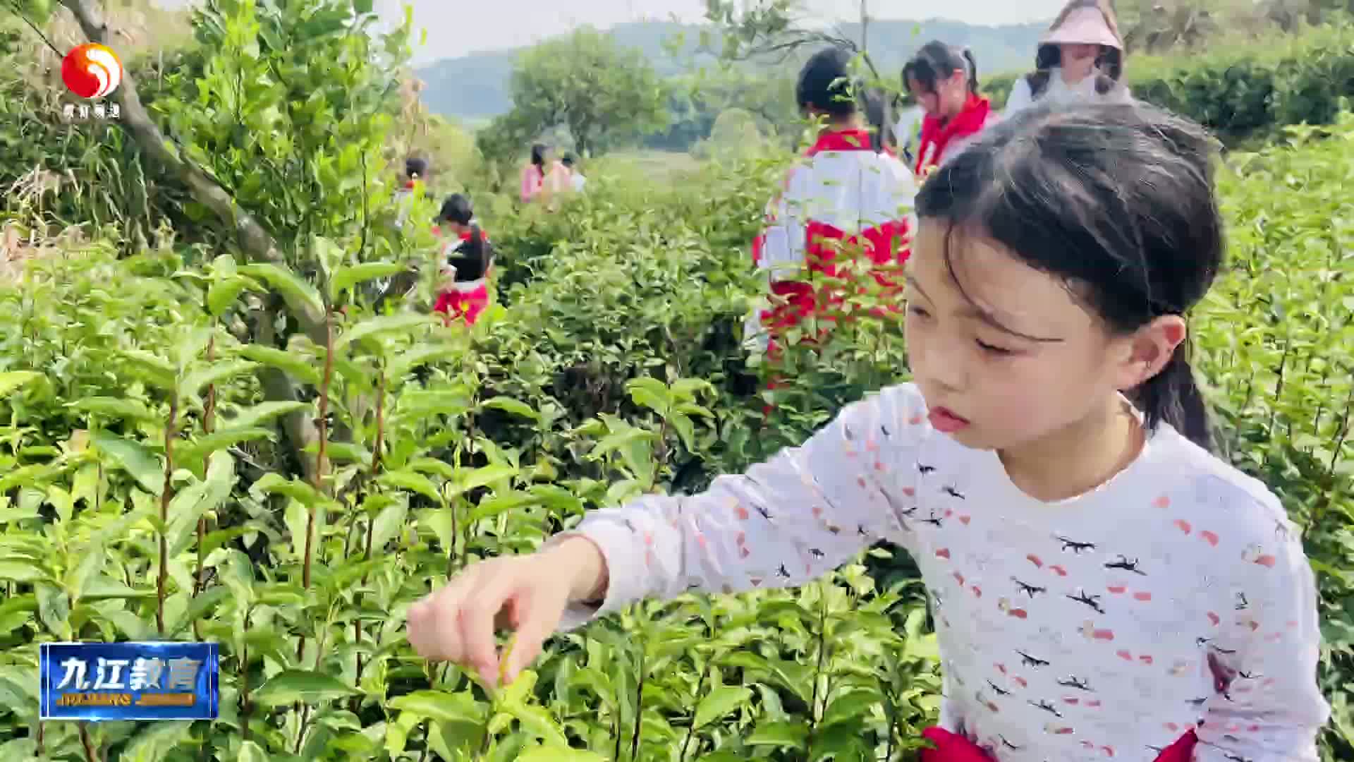 濂溪区多所学校开展茶文化劳动教育课