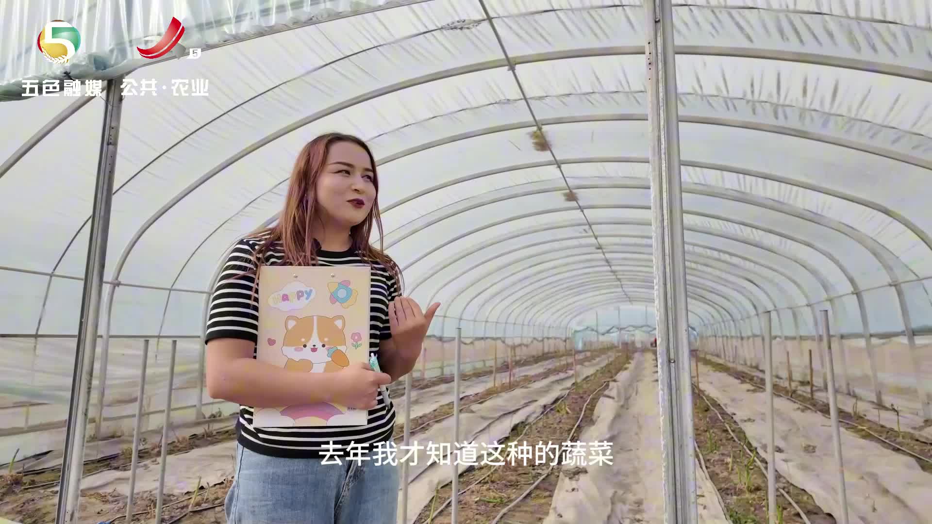 江西芦笋在新疆阿克陶丰收了！