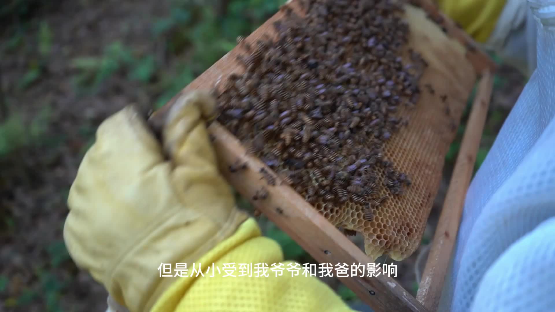 “00后”养蜂，甜动乡村